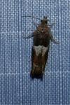 Epinotia tenerana