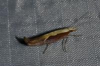 Ypsolopha dentella