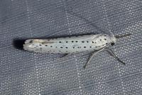 Yponomeuta evonymella