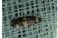 Oegoconia
