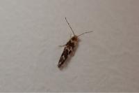 Dryadaula pactolia