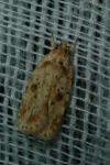 Agonopterix arenella