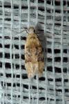Altenia scriptella