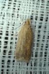Helcystogramma triannulella