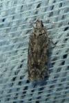 Psoricoptera gibbosella