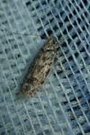 Psoricoptera gibbosella