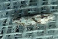 Stenolechia gemmella