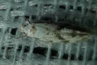 Stenolechia gemmella