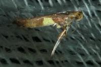 Caloptilia semifascia