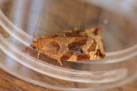 Archips xylosteana
