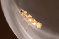 Argyresthia brockeella