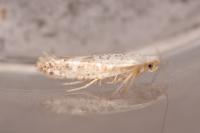 Argyresthia retinella