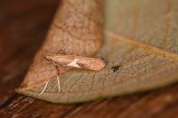Caloptilia stigmatella