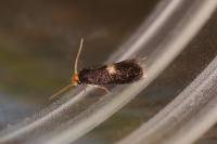 Ectoedemia intimella
