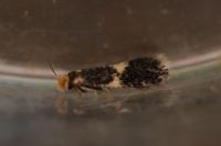 Ectoedemia