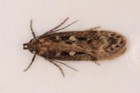 Gelechia sororculella