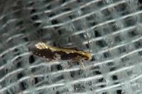 Monopis obviella