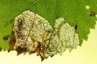 Eriocrania sparrmannella