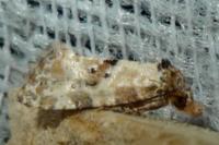 Neocochylis molliculana