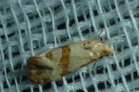 Phalonidia contractana