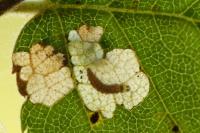 Atemelia torquatella