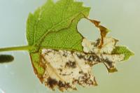 Phylloporia bistrigella