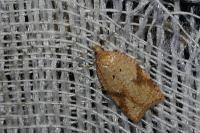 Acleris ferrugana/notana