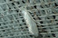 Niphonympha dealbatella