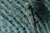 Paraswammerdamia nebulella