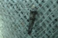 Paraswammerdamia nebulella