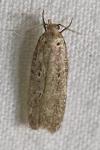 Platyedra subcinerea