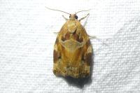 Archips xylosteana