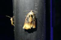 Archips podana