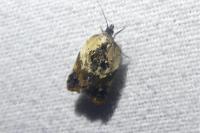 Acleris variegana