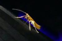Caloptilia stigmatella