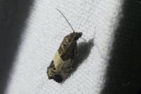 Spilonota ocellana