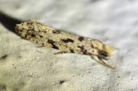 Nemapogon agenjoi