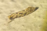 Nemapogon agenjoi