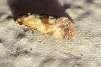 Neocochylis millierana