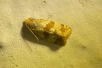 Phalonidia contractana