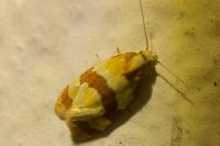 Phalonidia albipalpana