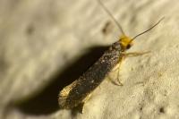 Monopis nigricantella