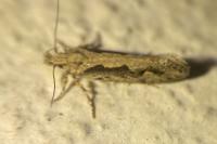 Ornativalva plutelliformis