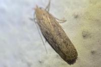 Platyedra subcinerea