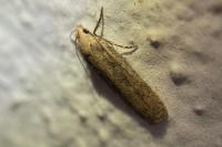 Platyedra subcinerea
