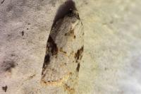 Acleris kochiella