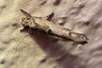 Zelleria oleastrella