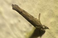 Zelleria oleastrella