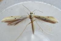 Adaina microdactyla