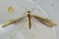 Adaina microdactyla